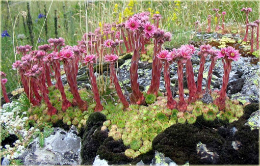 Rojnik górski Sempervivum montanum