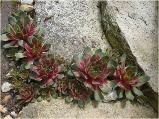 Rojnik malinowy Othello Sempervivum Othello

