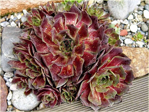 Rojnik malinowy Othello


 Sempervivum Othello

