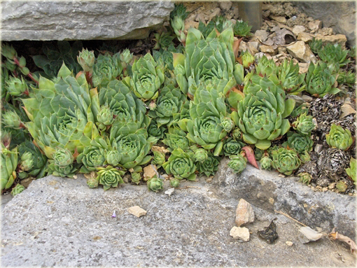 Rojnik zielony Sempervivum tectorum