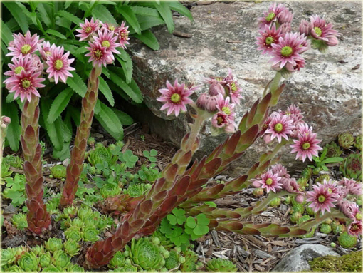 Rojnik zielony Sempervivum tectorum