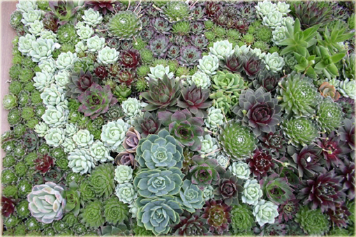 Rojnik zielony Sempervivum tectorum