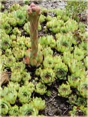 Rojnik malinowy Othello Sempervivum Othello

