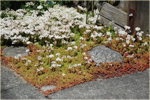 Rozchodnik biały Coral Carpet  Sedum album