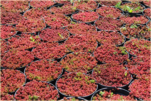 Rozchodnik biały Coral Carpet  Sedum album