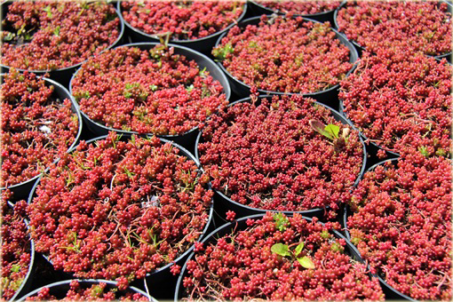 Rozchodnik biały Coral Carpet  Sedum album