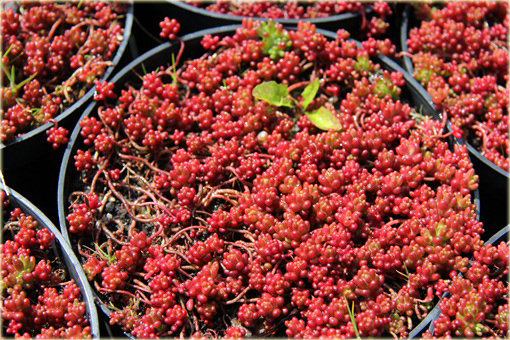 Rozchodnik biały Coral Carpet  Sedum album