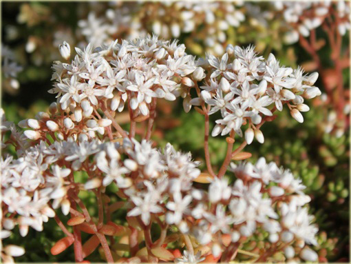 Rozchodnik biały Coral Carpet  Sedum album