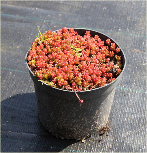 Rozchodnik biały Coral Carpet  Sedum album