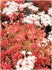 Rozchodnik biały Coral Carpet  Sedum album