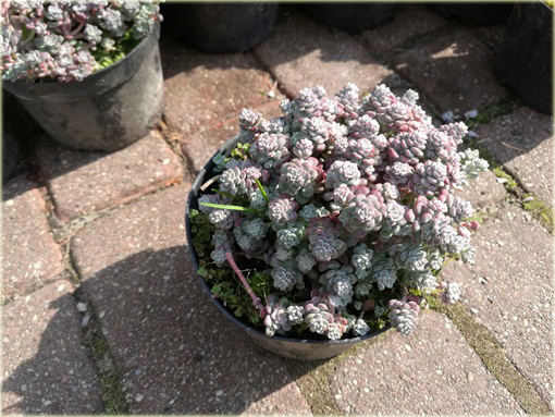 Rozchodnik Cape Blanco  Sedum spathulifolium