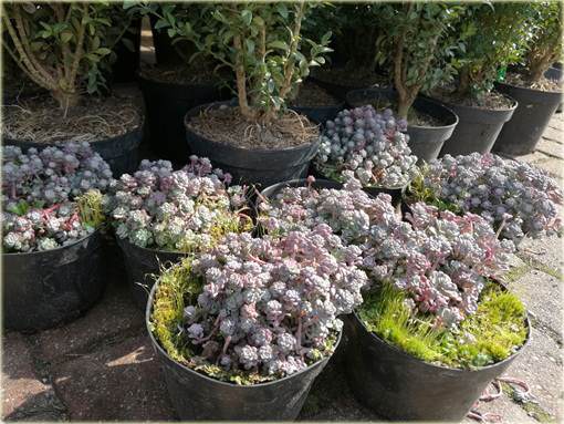 Rozchodnik Cape Blanco  Sedum spathulifolium