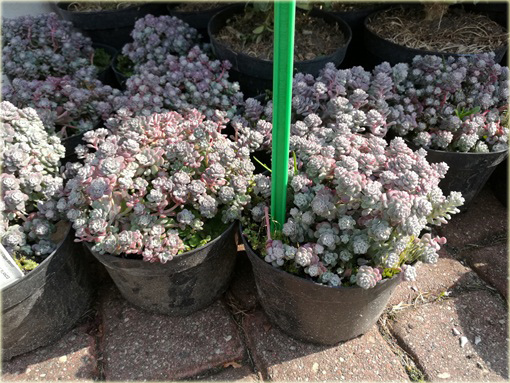 Rozchodnik Cape Blanco  Sedum spathulifolium