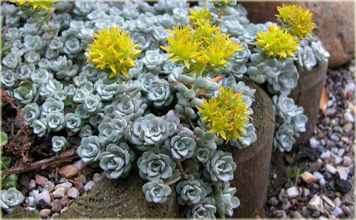 Rozchodnik Cape Blanco  Sedum spathulifolium