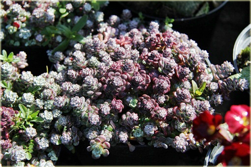 Rozchodnik Cape Blanco  Sedum spathulifolium