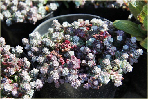 Rozchodnik Cape Blanco  Sedum spathulifolium