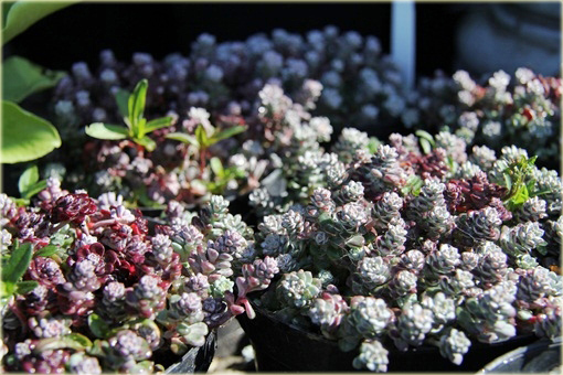 Rozchodnik Cape Blanco  Sedum spathulifolium