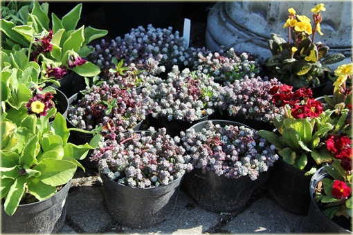 Rozchodnik Cape Blanco  Sedum spathulifolium