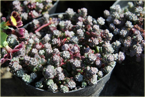 Rozchodnik Cape Blanco  toleruje niemal każdą glebę z wyjątkiem zbyt ciężkiej i mokrej.