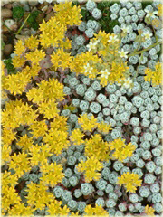 Rozchodnik Cape Blanco  Sedum spathulifolium
