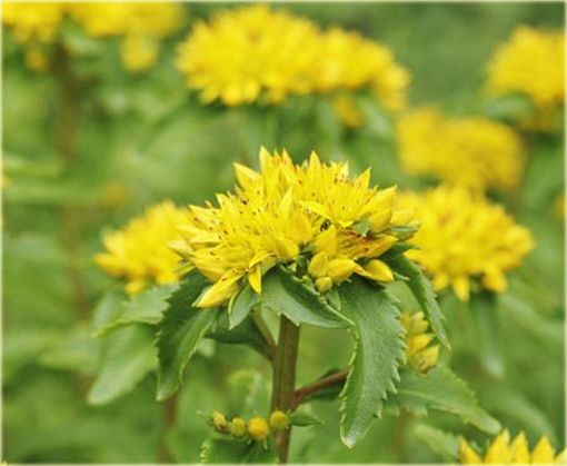Rozchodnik kamczacki Sedum kamtschaticum