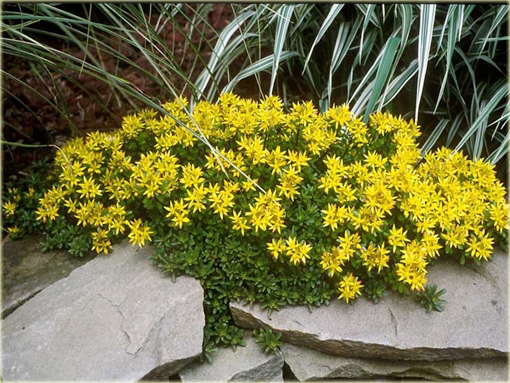 Rozchodnik kamczacki Sedum kamtschaticum