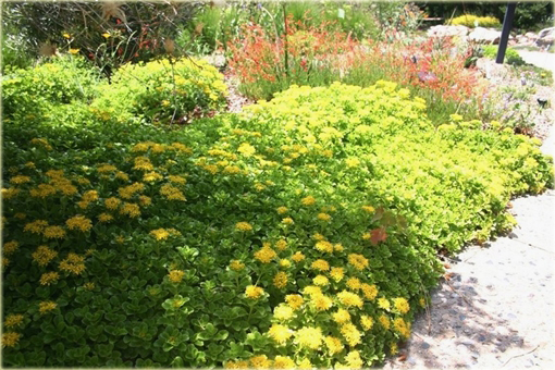 Rozchodnik kamczacki Sedum kamtschaticum