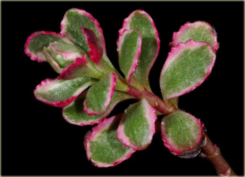 Rozchodnik kaukaski różowo-purpurowy Sedum spurium