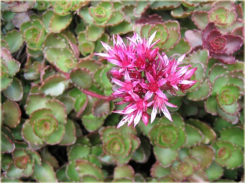 Rozchodnik kaukaski różowo-purpurowy Sedum spurium