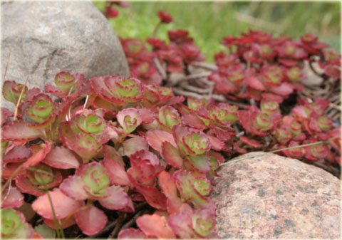Rozchodnik kaukaski różowo-purpurowy Sedum spurium