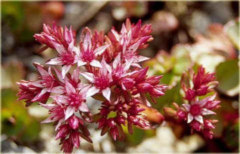Rozchodnik kaukaski różowo-purpurowy Sedum spurium