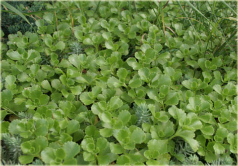 Rozchodnik kaukaski różowo-purpurowy Sedum spurium