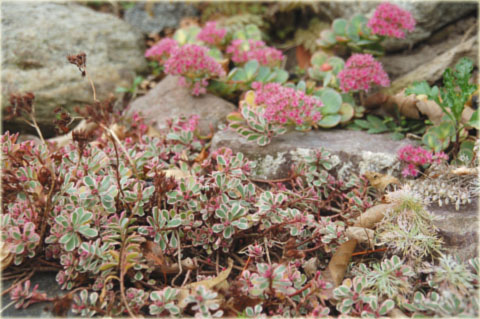 Rozchodnik kaukaski różowo-purpurowy Sedum spurium