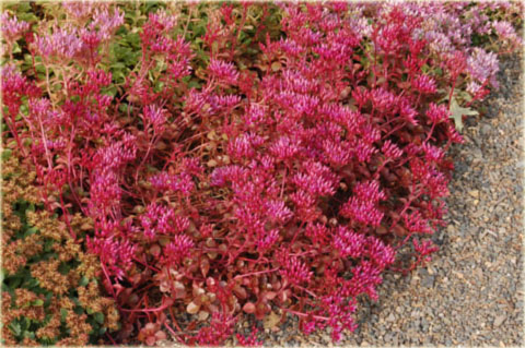 Rozchodnik kaukaski różowo-purpurowy Sedum spurium