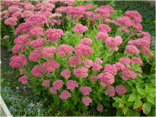 Rozchodnik okazały Sedum spectabile