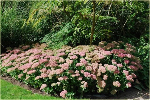 Rozchodnik okazały Sedum spectabile