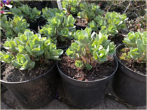 Rozchodnik okazały Sedum spectabile