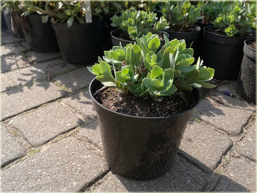 Rozchodnik okazały Sedum spectabile