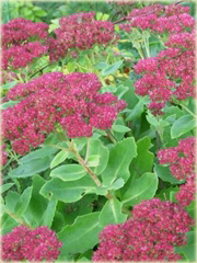 Rozchodnik okazały Sedum spectabile