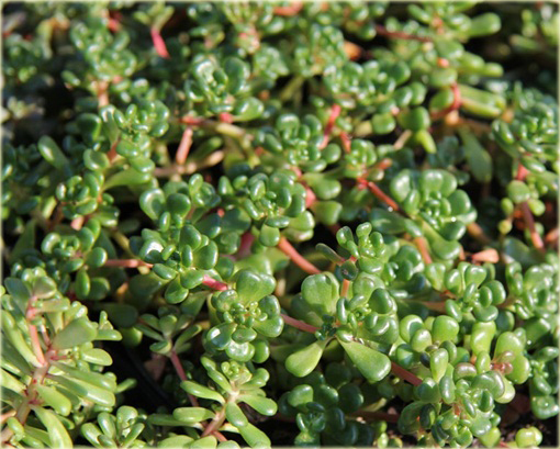 Rozchodnik oregoński Sedum oreganum