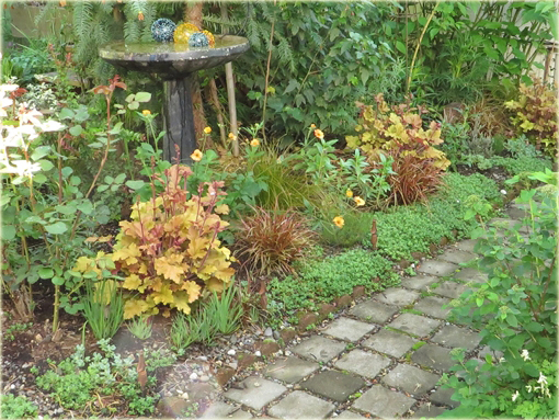 Rozchodnik oregoński Sedum oreganum