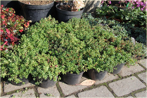 Rozchodnik oregoński Sedum oreganum