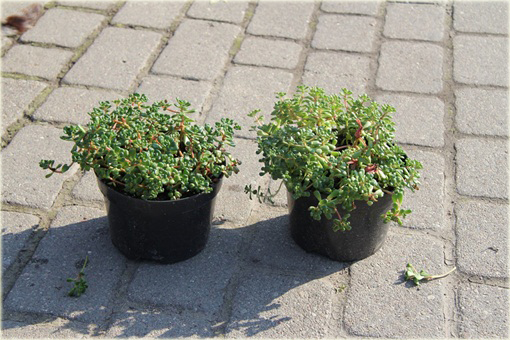 Rozchodnik oregoński Sedum oreganum