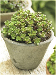 Rozchodnik oregoński Sedum oreganum