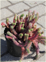 Rozchodnik ościsty Red Form
 Sedum reflexum Red Form
