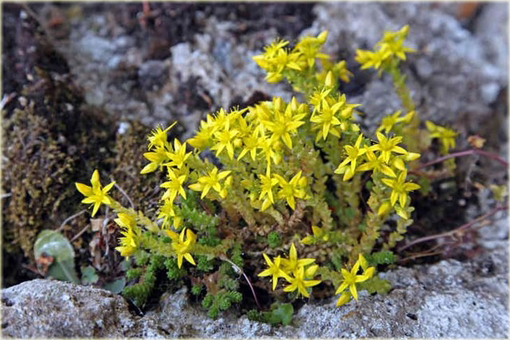 Rozchodnik ostry Sedum acre