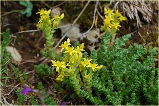 Rozchodnik ostry Sedum acre