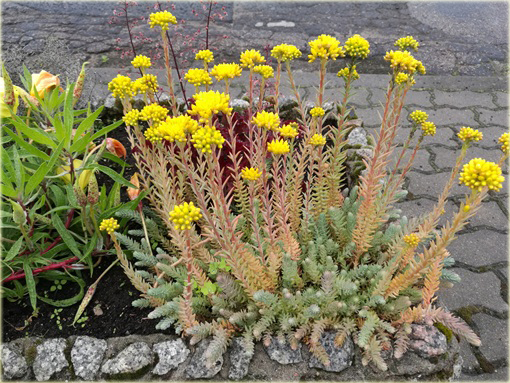 Rozchodnik ostry Sedum acre