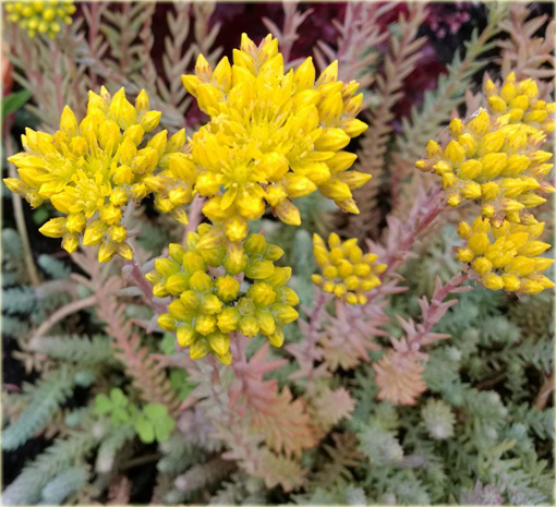 Rozchodnik ostry Sedum acre