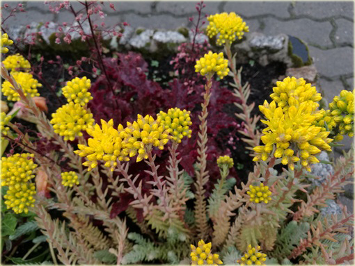 Rozchodnik ostry Sedum acre